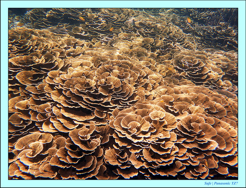 2012 - 07 - Dauin Sanctuary 55